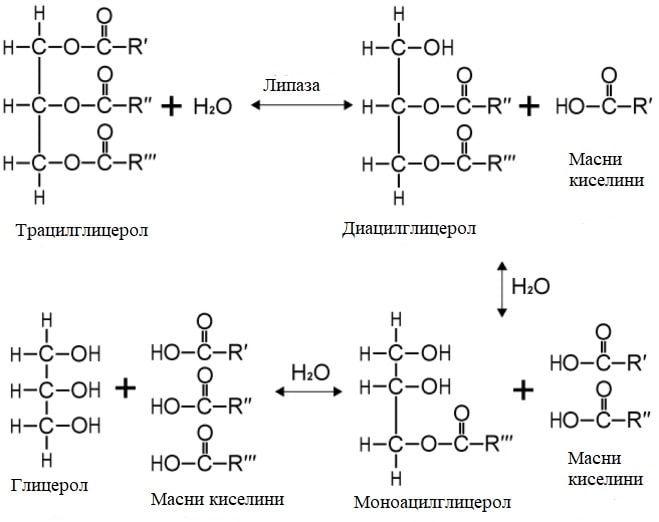 formula