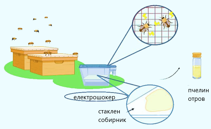 Пчели