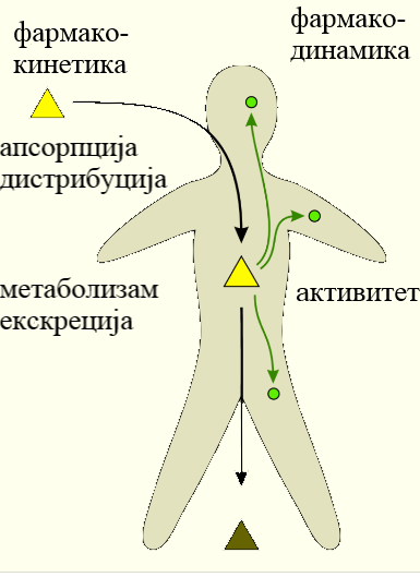 фармакодинамика закон