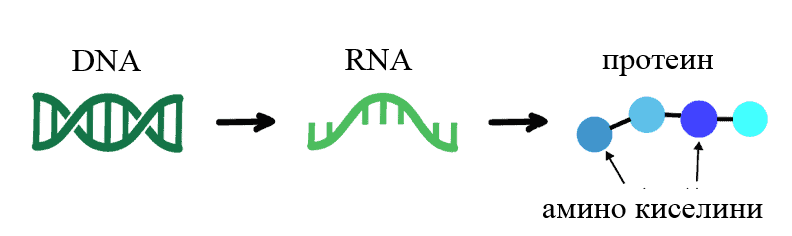 dnk rnk