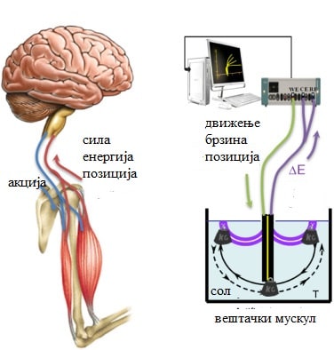 мозокот ги контролира